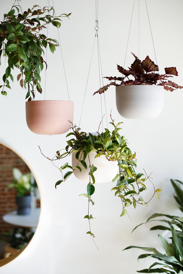 Folia Collective, Eagle Rock