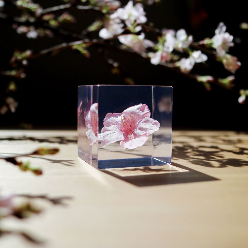 Clear cube with pink cherry blossom flower on outdoor surface