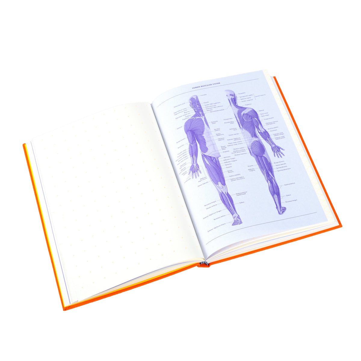 Grids & Guides Journal - Orange