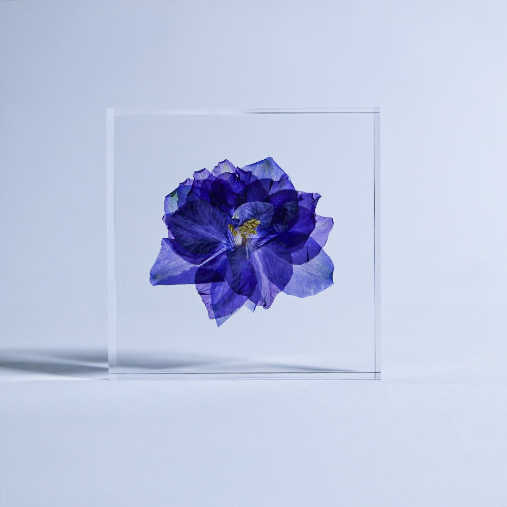 Clear acrylic sola flower tile with full blue-purple larkspur bloom, flat view