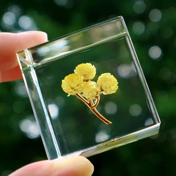 Clear glass cube with preserved yellow flower on a stem
