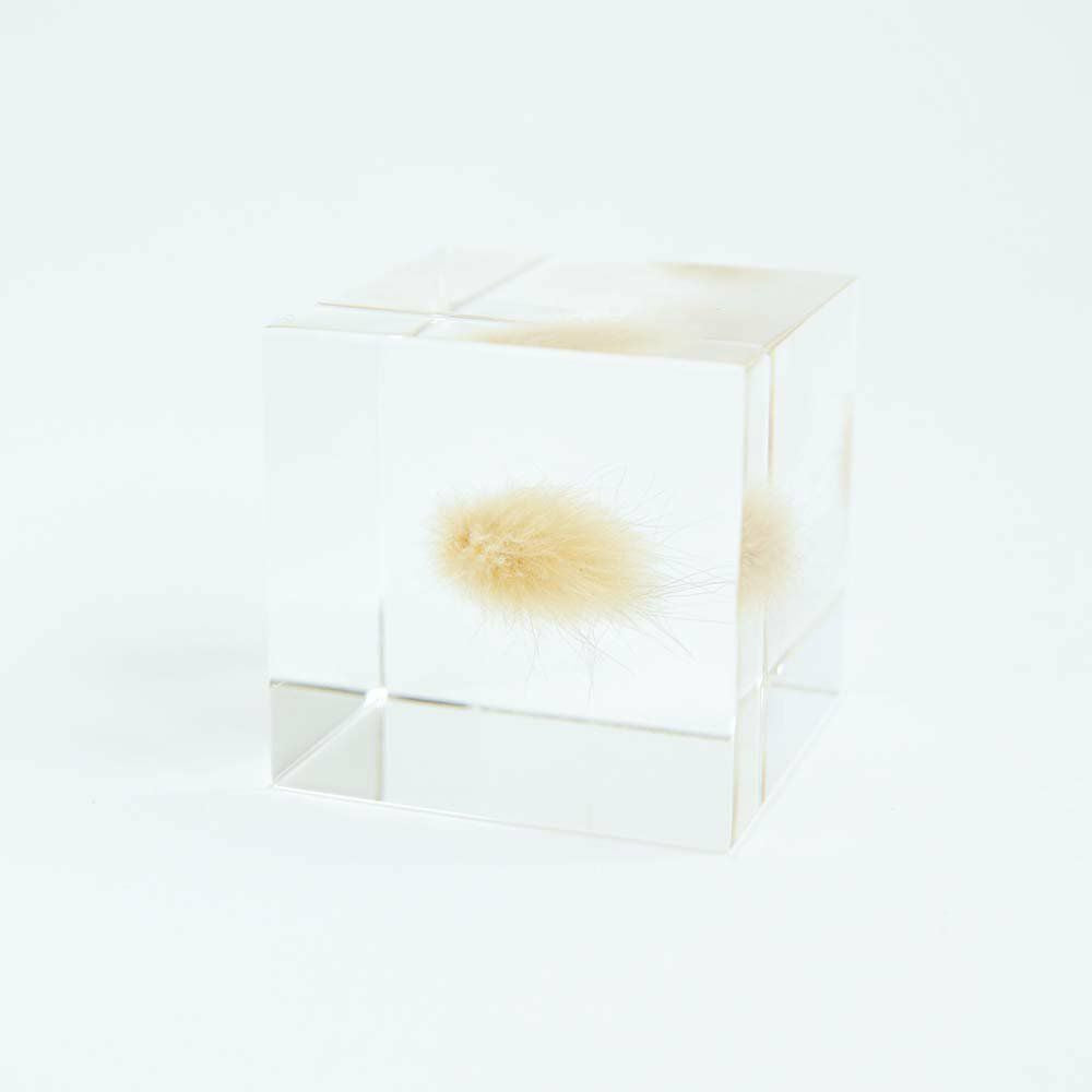 Clear acrylic cube with small bunnytail grass tuft suspended inside