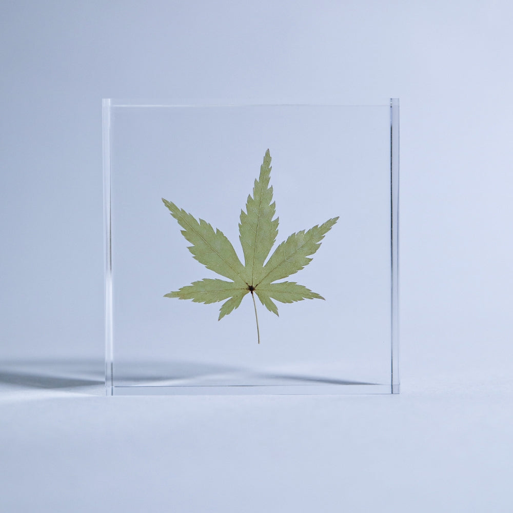 Clear acrylic sola tile with centered green Japanese maple leaf, front view