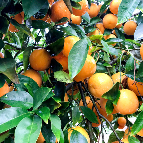 Load image 1 in gallery view. Orange marmalade: ripe orange fruits on leafy branches