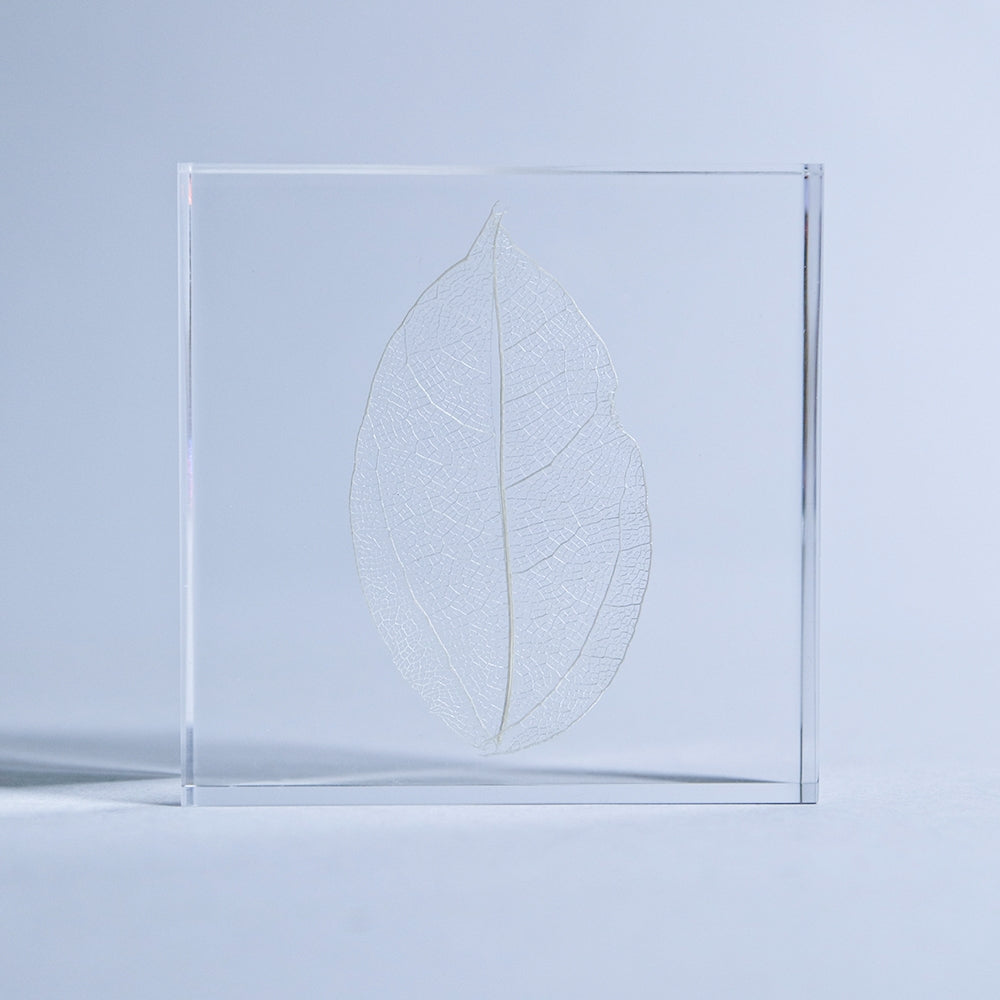 Clear acrylic tile featuring a centered white leaf skeleton pattern with transparent borders.