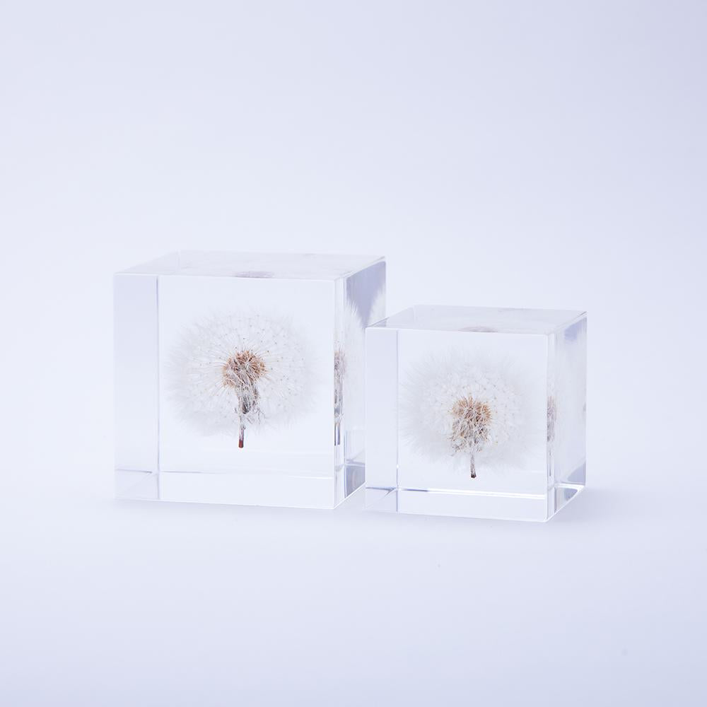 Dandelion Sola Cube