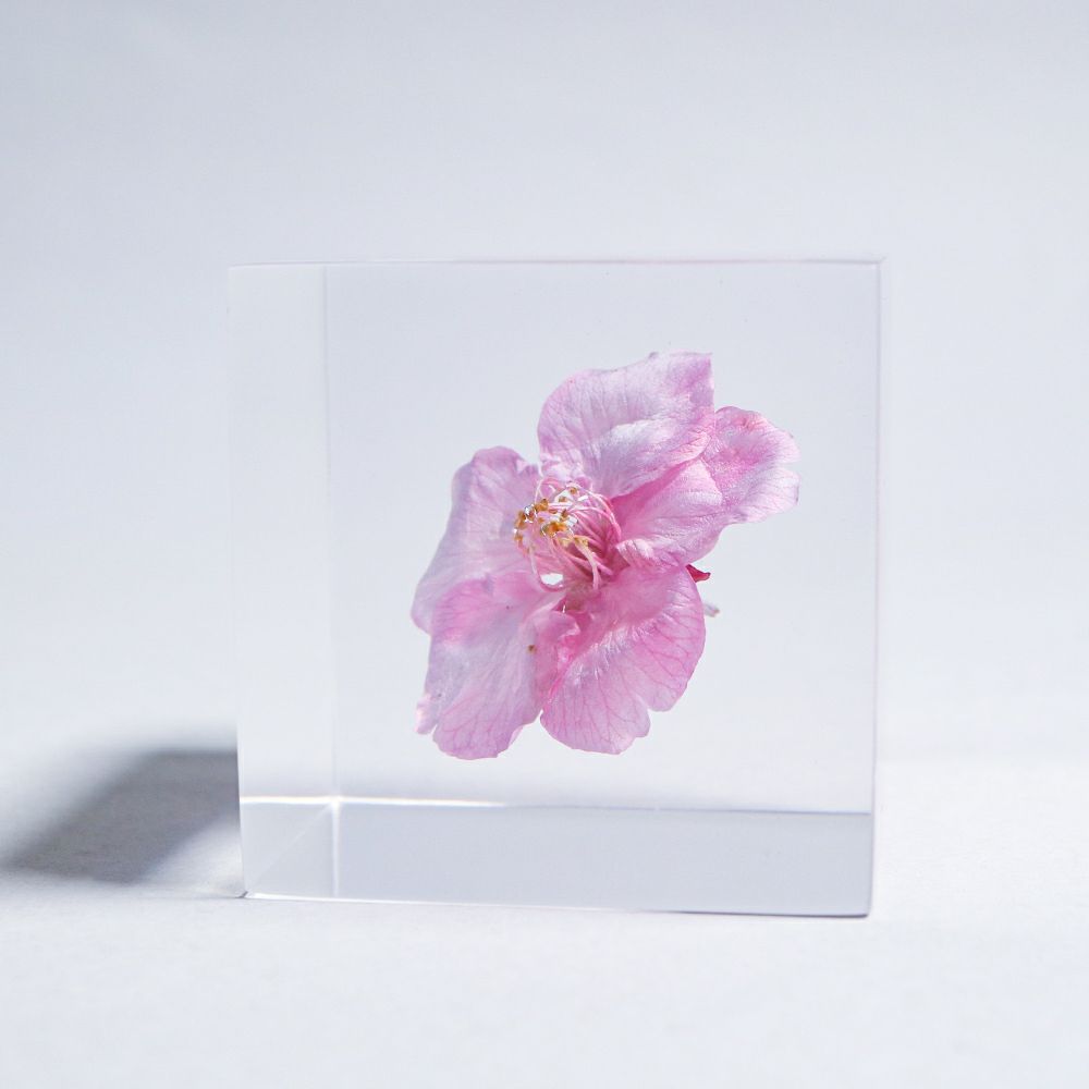 Clear cube with pink cherry blossom flower centerpiece