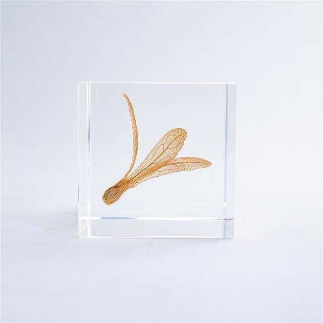 Clear acrylic cube with dried leaf and stem ornament inside
