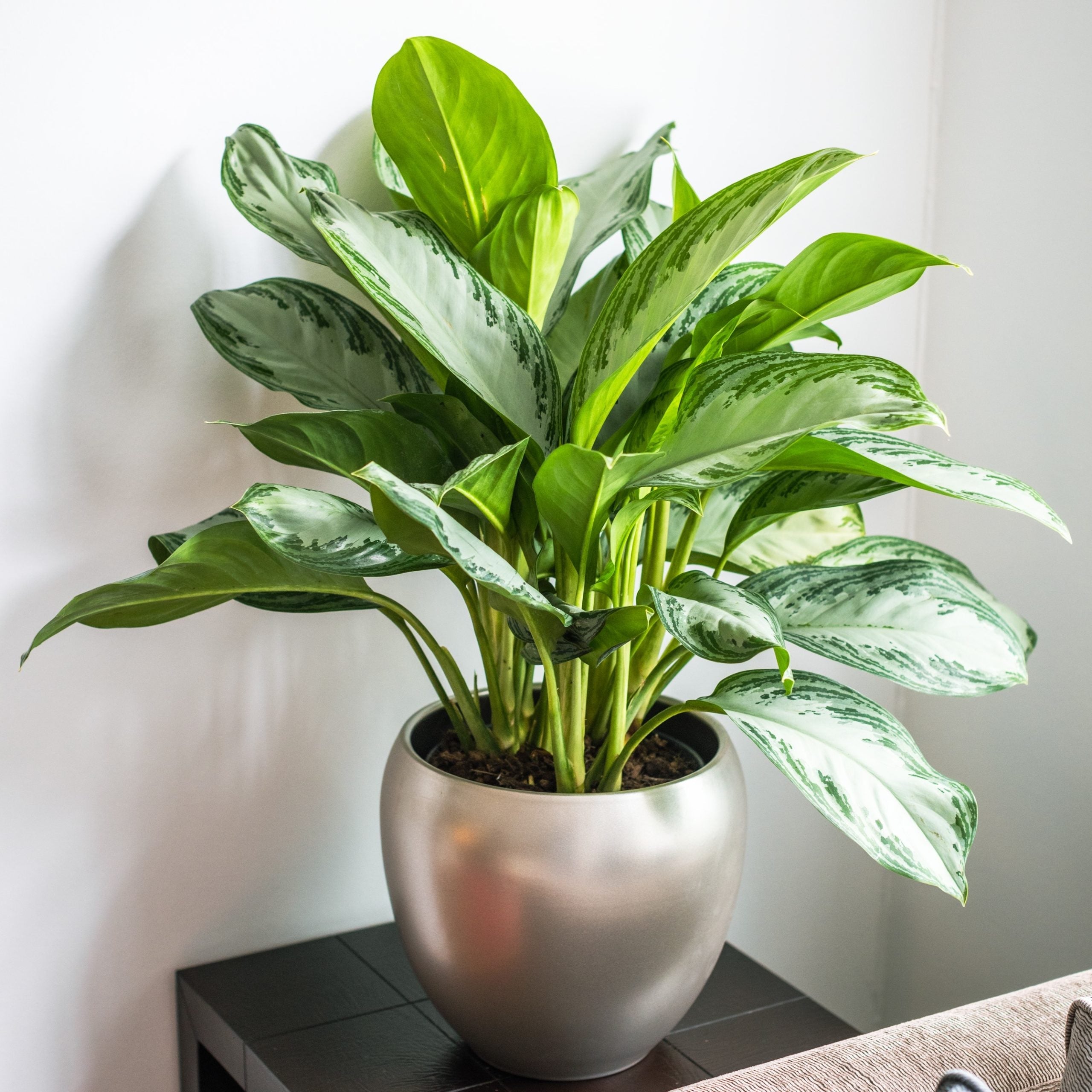 Aglaonema houseplant with variegated green-and-white leaves in a silver pot