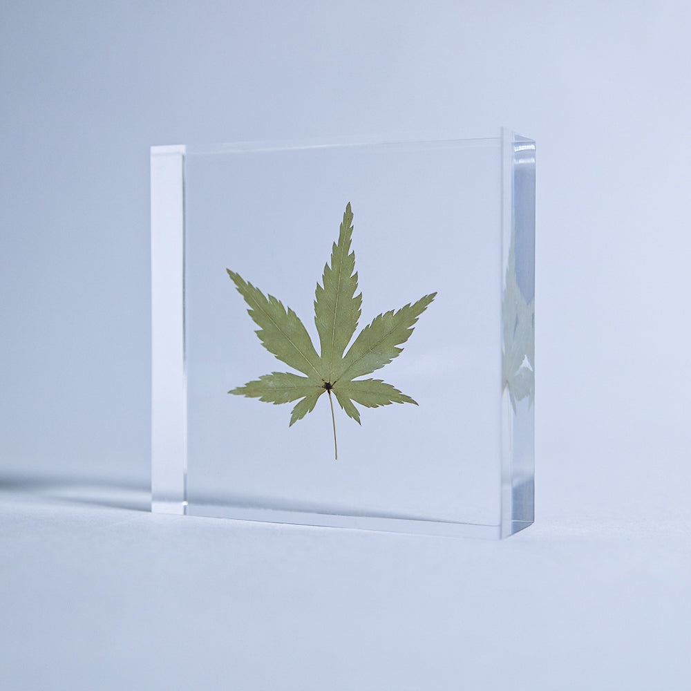 Clear rectangular acrylic sola tile with green Japanese maple leaf pressed in center