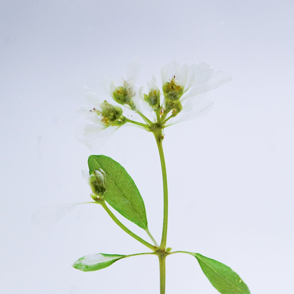 Euphorbia Sola Tile