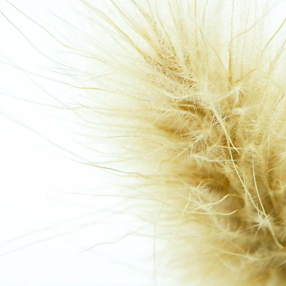Close-up of golden bunnytail grass fibers inside clear acrylic cube