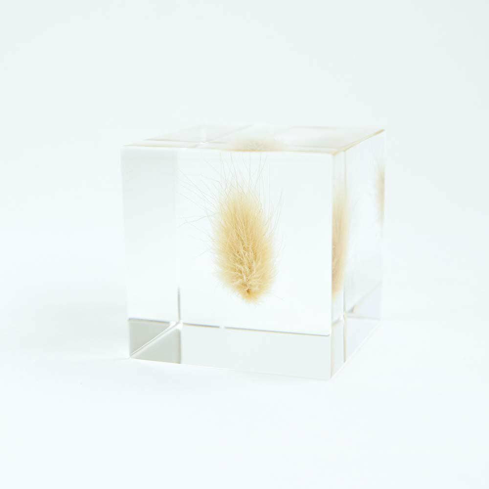 Clear acrylic cube with bunnytail grass tuft visible through side panel