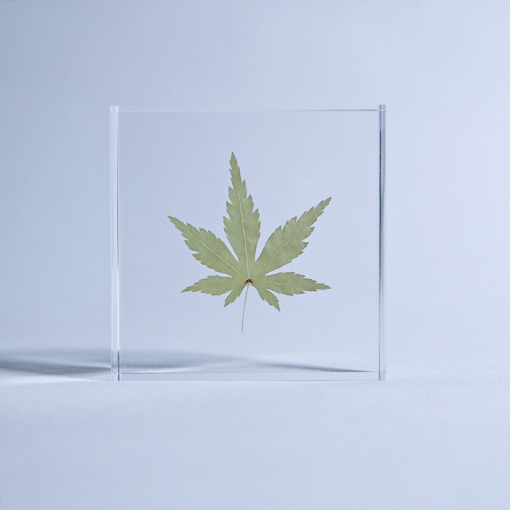 Clear rectangular acrylic sola tile with green Japanese maple leaf, slight side view