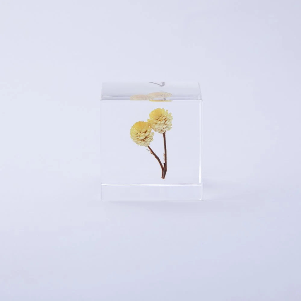 Clear glass cube with preserved yellow flower cluster on stem