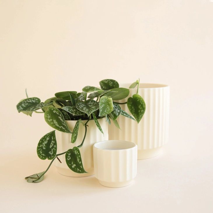 Vintage white ribbed planter pair with green trailing leaves