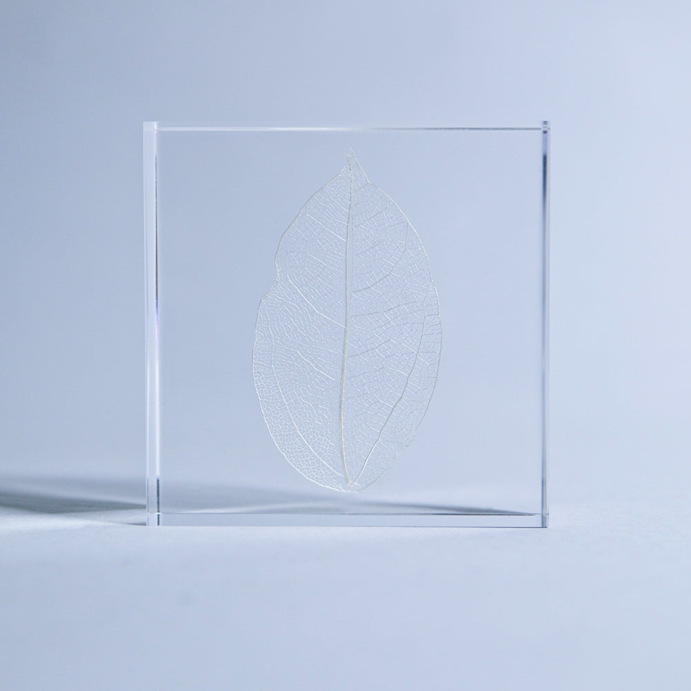 Clear acrylic tile with a white skeleton leaf motif, shown at an angle with edge frame.