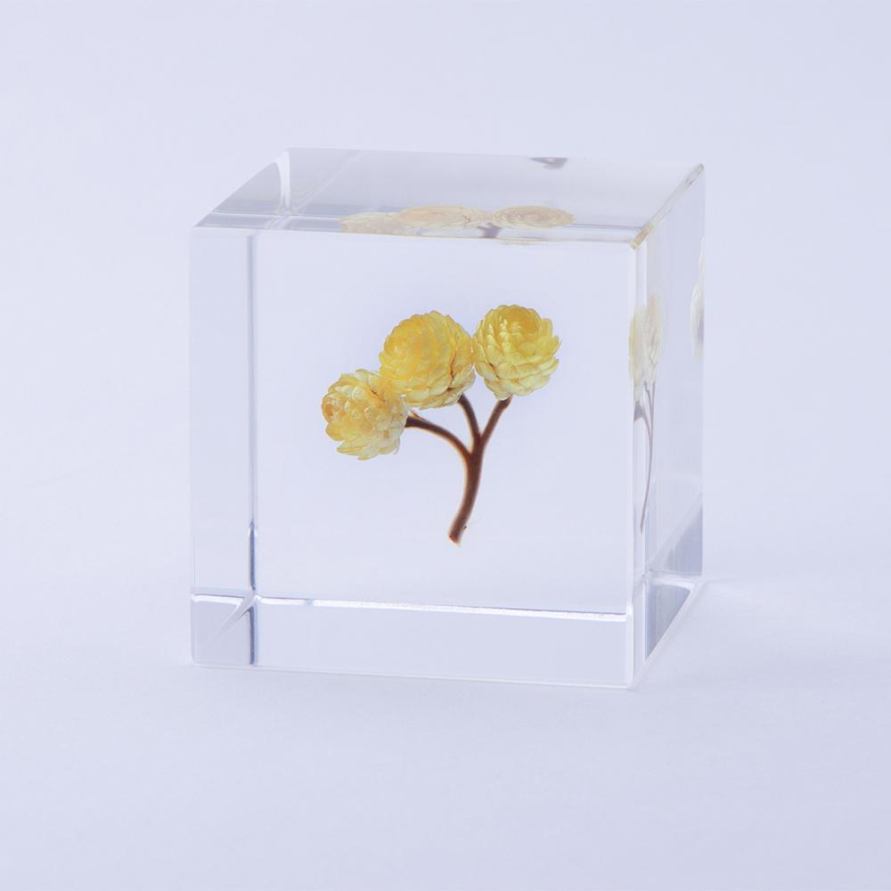 Clear glass cube with preserved yellow blossom branch in center