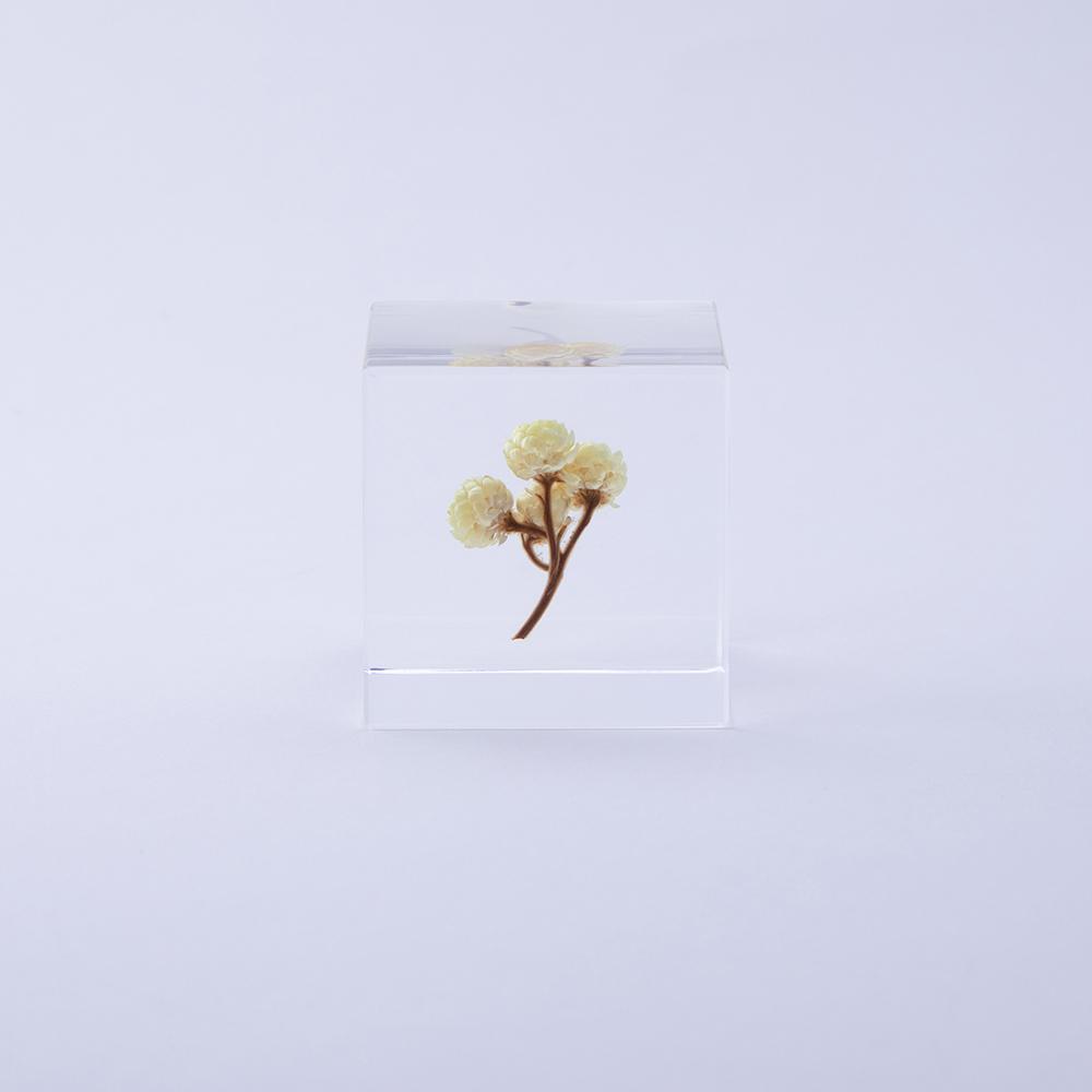Clear glass cube with preserved yellow blossoms and brown stem
