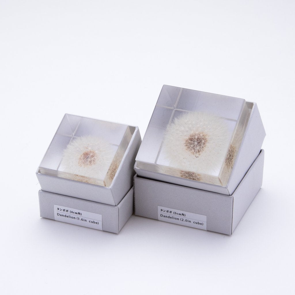 Set of two clear display cubes with preserved dandelion flower inside