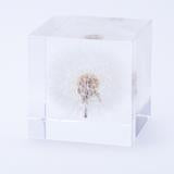 Clear cube display with preserved dandelion flower and inner stand