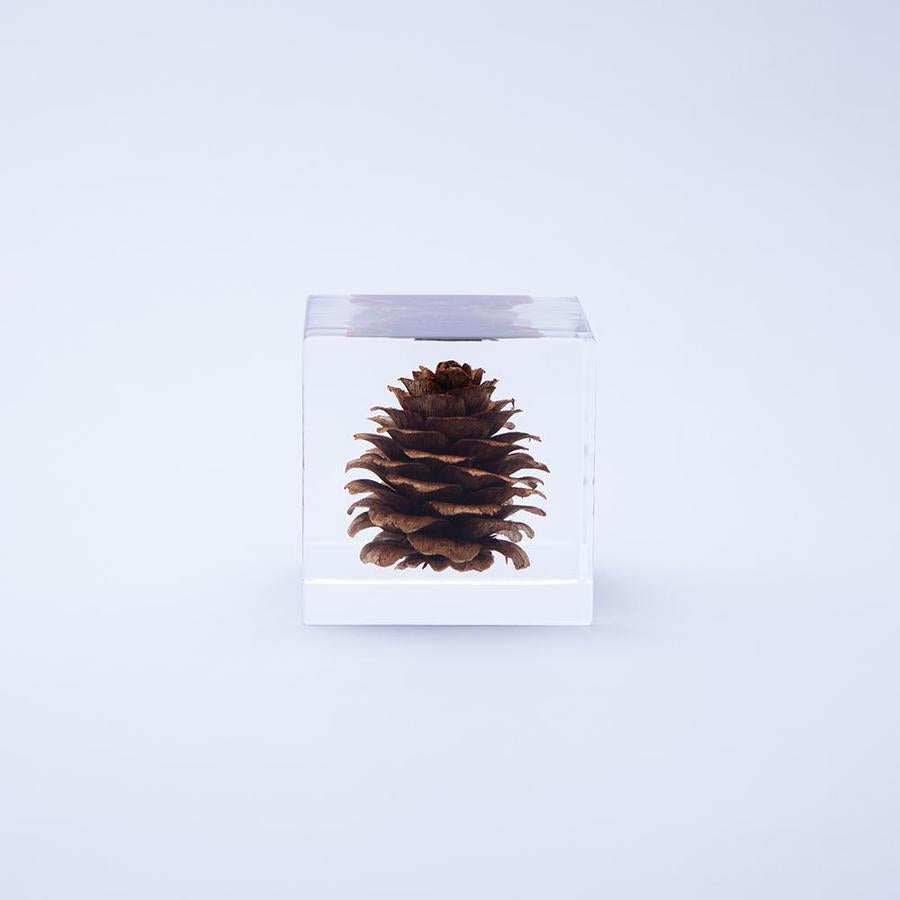 Clear acrylic cube with a brown pine cone inside