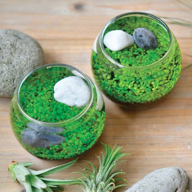 Two small glass bowls with bright green plant clusters and smooth gray stones