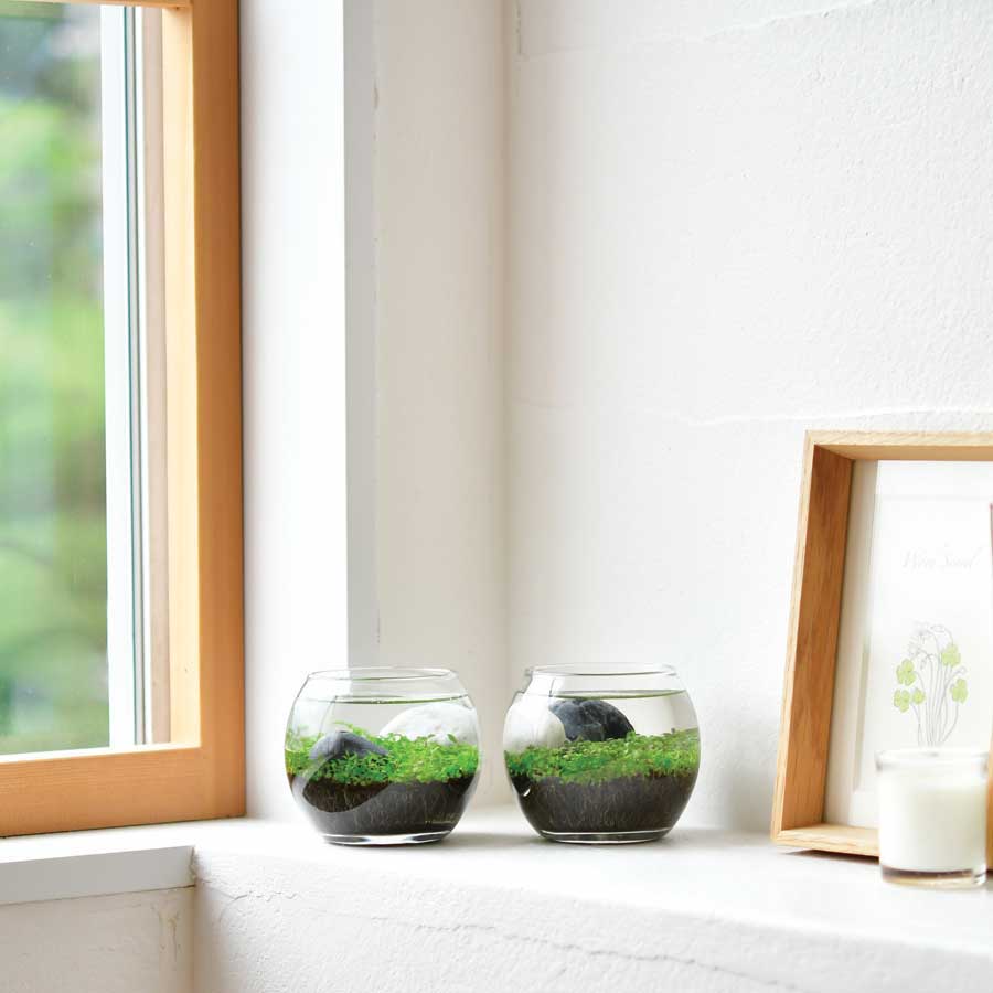 Aquatic plant aquarium kit with two glass bowls of green plants and stones