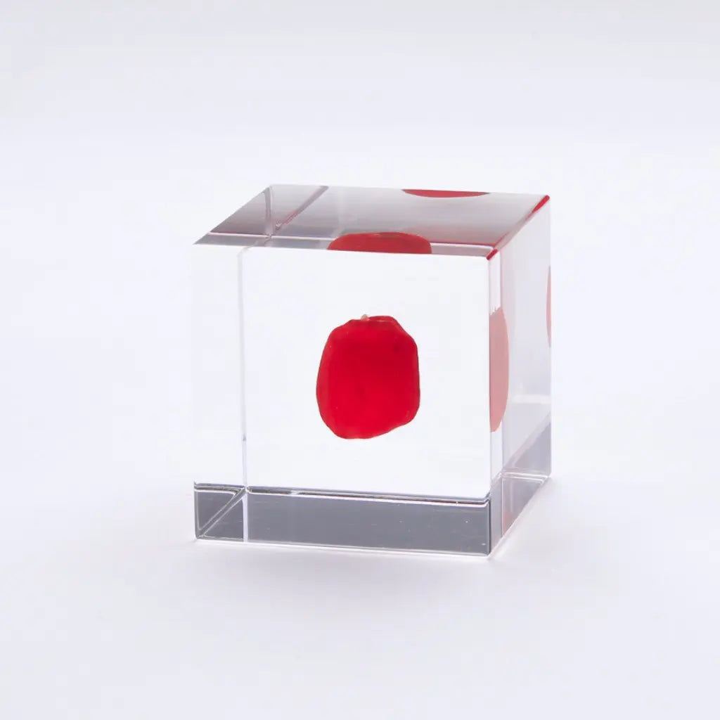 Clear display cube with red Huayruro Sola insert
