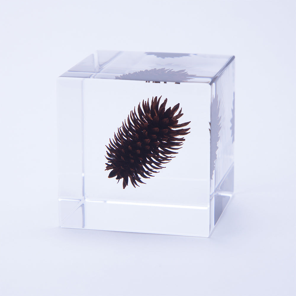 Nogurumi Sola cube, clear transparent box with dark spiky flower design on front