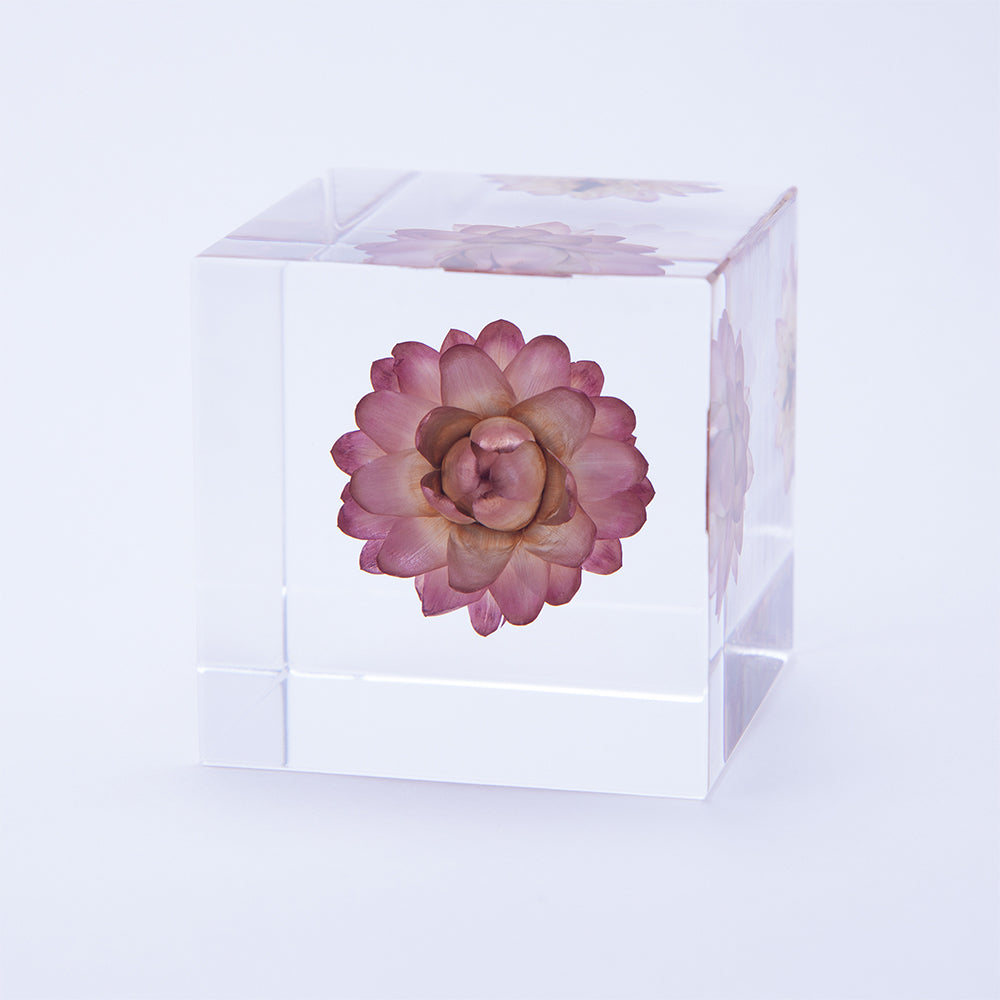 Strawflower sola cube with purple-pink flower centerpiece in clear square block