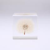 Small clear cube with preserved dandelion flower under top cover