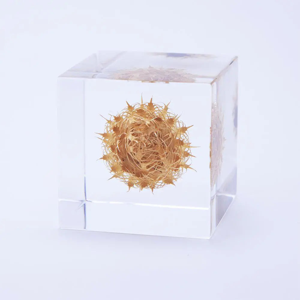 Translucent cube decor with dried basket flower ball in tan fibers